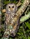 Kirms Photography Barred Owl-3